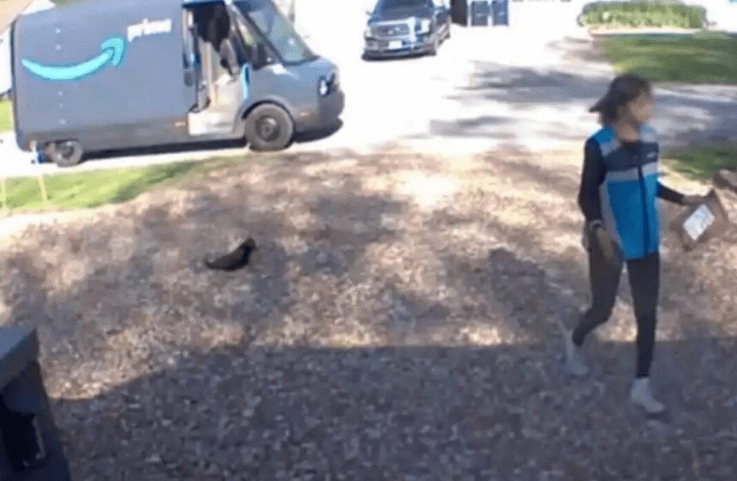 amazon-delivery-steals-family’s-elderly-cat-–-euthanized-before-owners-can-say-goodbye