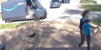 amazon-delivery-steals-family’s-elderly-cat-–-euthanized-before-owners-can-say-goodbye