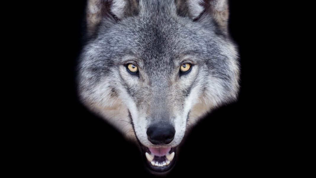 man-faces-5-years-in-prison-for-using-ai-to-fake-sighting-of-runaway-wolf