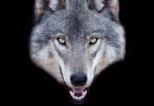 man-faces-5-years-in-prison-for-using-ai-to-fake-sighting-of-runaway-wolf