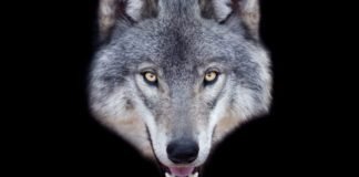 man-faces-5-years-in-prison-for-using-ai-to-fake-sighting-of-runaway-wolf