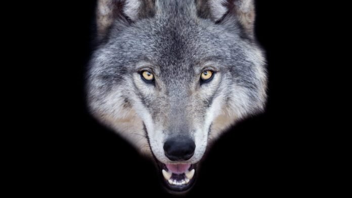 man-faces-5-years-in-prison-for-using-ai-to-fake-sighting-of-runaway-wolf