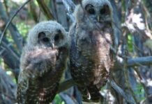 trump-administration-attempt-to-gut-endangered-species-act-hits-roadblock