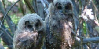 trump-administration-attempt-to-gut-endangered-species-act-hits-roadblock