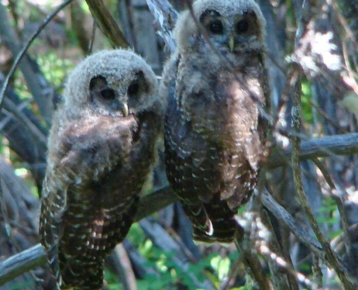 trump-administration-attempt-to-gut-endangered-species-act-hits-roadblock