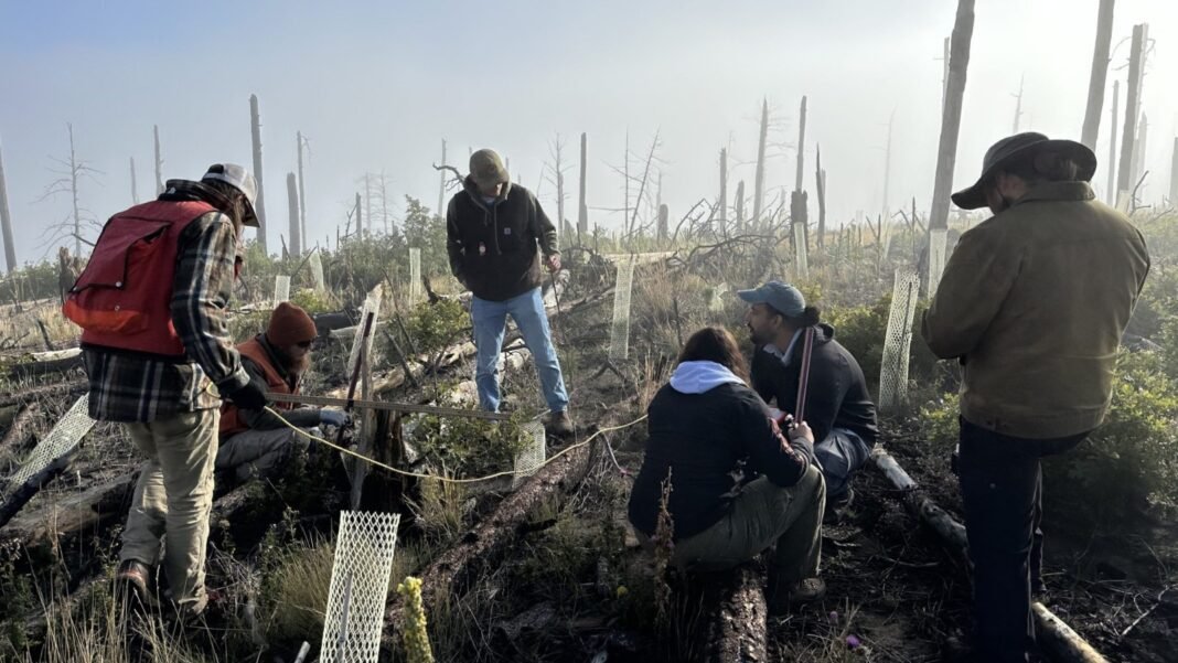 how-new-mexico-is-‘building-a-forest’-by-solving-a-seedling-shortage