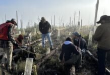 how-new-mexico-is-‘building-a-forest’-by-solving-a-seedling-shortage