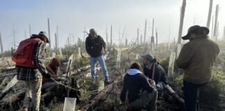 how-new-mexico-is-‘building-a-forest’-by-solving-a-seedling-shortage