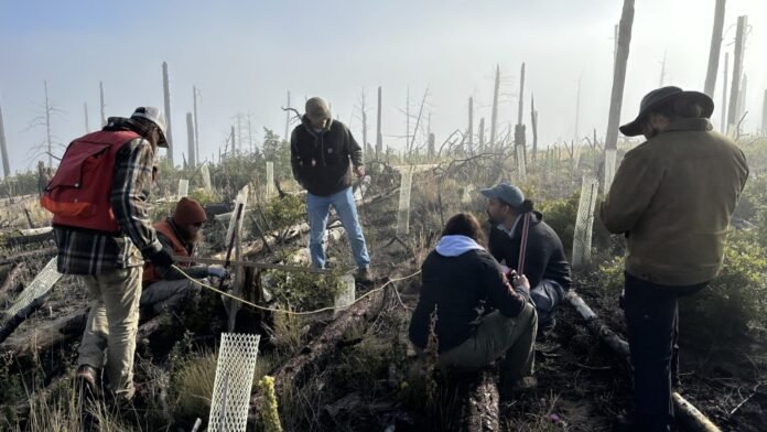 how-new-mexico-is-‘building-a-forest’-by-solving-a-seedling-shortage