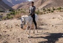 donkeys-are-a-symbol-of-endurance-for-palestinians-–-they-are-also-a-target-of-settler-violence-and-care