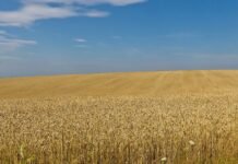 ukraine-summons-israeli-ambassador-over-alleged-stolen-grain;-israel-rejects-claims