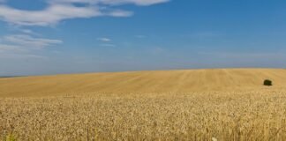ukraine-summons-israeli-ambassador-over-alleged-stolen-grain;-israel-rejects-claims