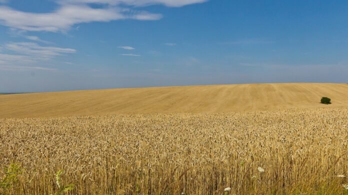 ukraine-summons-israeli-ambassador-over-alleged-stolen-grain;-israel-rejects-claims