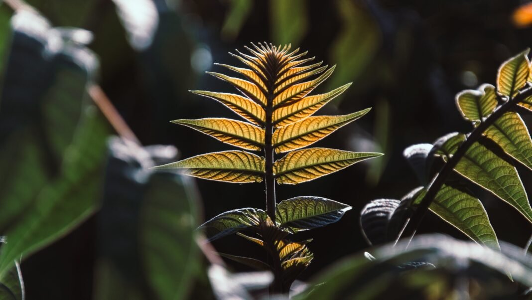 israeli-study-finds-plants-absorb-nutrients-from-airborne-dust,-challenging-root-only-theory