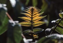 israeli-study-finds-plants-absorb-nutrients-from-airborne-dust,-challenging-root-only-theory