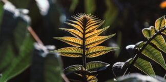 israeli-study-finds-plants-absorb-nutrients-from-airborne-dust,-challenging-root-only-theory