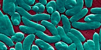 flesh-eating-bacteria-devour-man’s-arm-and-leg-in-just-three-days