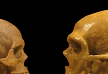 neanderthal-brains-measure-up-to-ours—literally