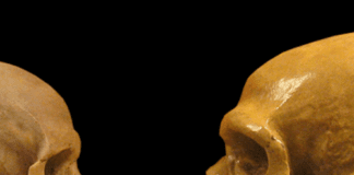 neanderthal-brains-measure-up-to-ours—literally