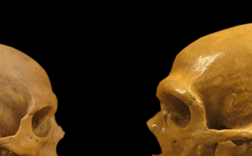 neanderthal-brains-measure-up-to-ours—literally