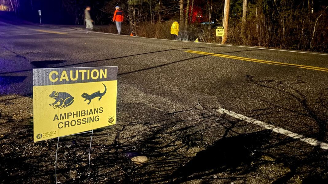 one-night-a-year,-humans-command-this-march-of-frogs-and-salamanders