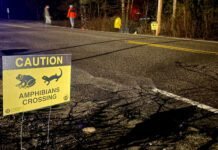 one-night-a-year,-humans-command-this-march-of-frogs-and-salamanders