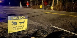 one-night-a-year,-humans-command-this-march-of-frogs-and-salamanders