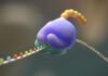 researchers-try-to-cut-the-genetic-code-from-20-to-19-amino-acids