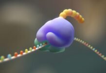 researchers-try-to-cut-the-genetic-code-from-20-to-19-amino-acids