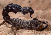 scorpions-go-terminator-mode-and-reinforce-their-weapons-with-metal