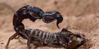 scorpions-go-terminator-mode-and-reinforce-their-weapons-with-metal