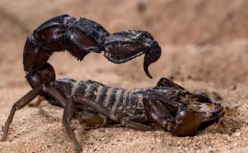 scorpions-go-terminator-mode-and-reinforce-their-weapons-with-metal