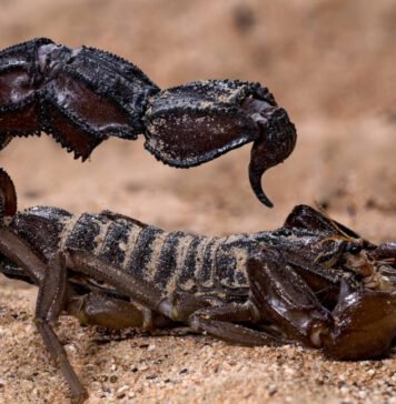 scorpions-go-terminator-mode-and-reinforce-their-weapons-with-metal