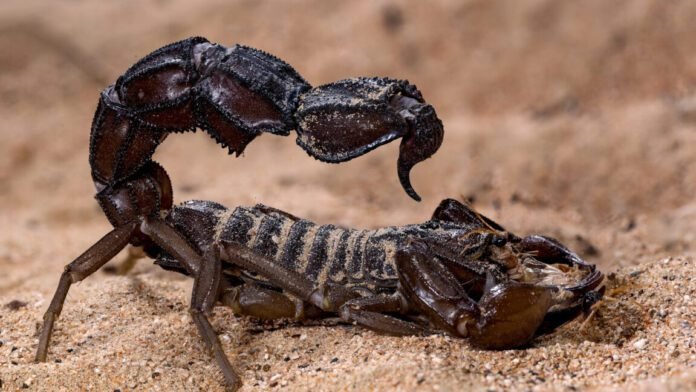 scorpions-go-terminator-mode-and-reinforce-their-weapons-with-metal