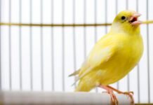 canadian-election-databases-use-“canary-traps”—and-they-work