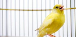 canadian-election-databases-use-“canary-traps”—and-they-work