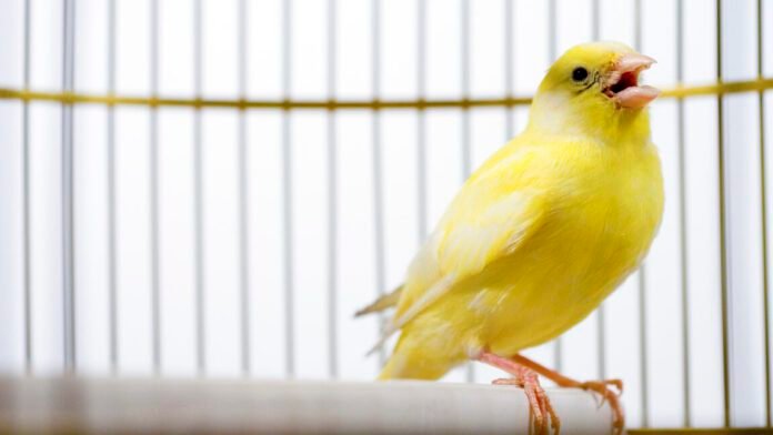 canadian-election-databases-use-“canary-traps”—and-they-work