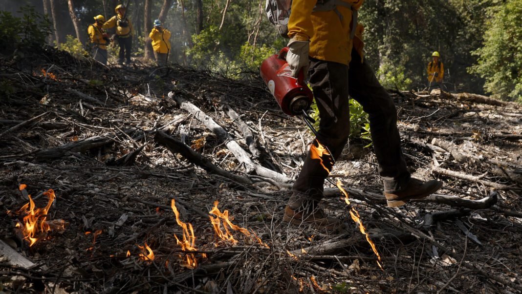 how-controlled-burns-can-help-save-taxpayers-billions