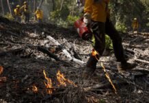 how-controlled-burns-can-help-save-taxpayers-billions