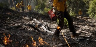 how-controlled-burns-can-help-save-taxpayers-billions