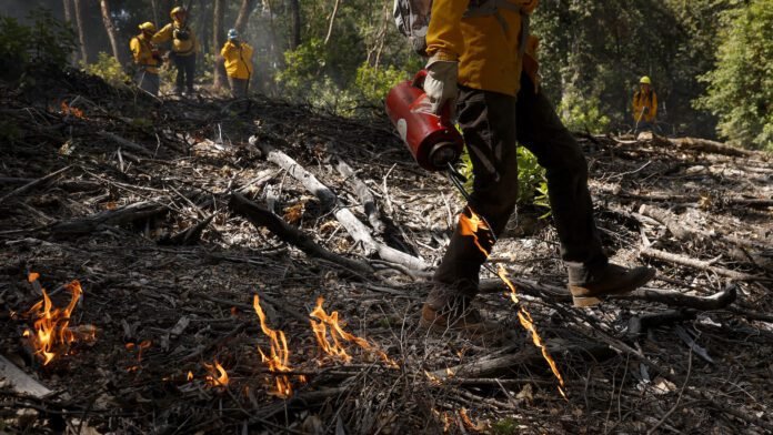 how-controlled-burns-can-help-save-taxpayers-billions