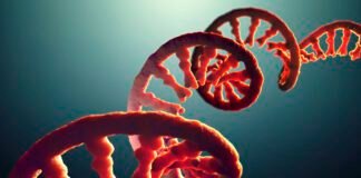 do-you-take-after-your-dad’s-rna?