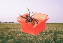 as-tick-bites-surge,-conspiracy-theories-follow