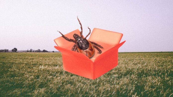 as-tick-bites-surge,-conspiracy-theories-follow