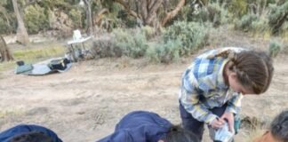 1,000-year-old-burial-reveals-close-bonds-between-people-and-dingoes