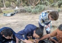 australian-aboriginals-cared-for-a-dingo’s-grave-for-decades