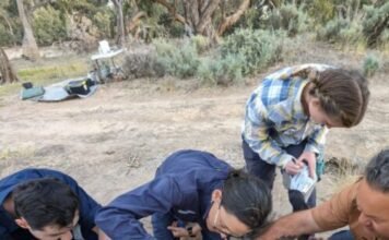 Australian Aboriginals cared for a dingo’s grave for decades australian-aboriginals-cared-for-a-dingo’s-grave-for-decades