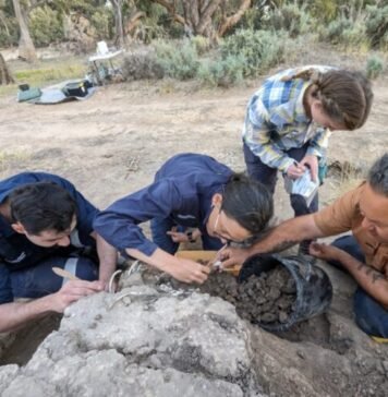 Australian Aboriginals cared for a dingo’s grave for decades australian-aboriginals-cared-for-a-dingo’s-grave-for-decades