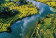 rice-feeds-billions-of-people-–-but-its-role-in-fueling-climate-change-is-growing