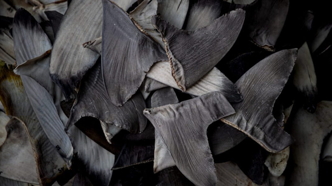 china’s-shark-finning-could-lead-to-us-seafood-sanctions